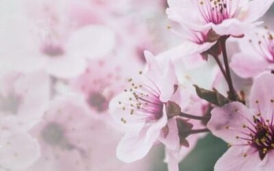 Maestría en Reiki Usui